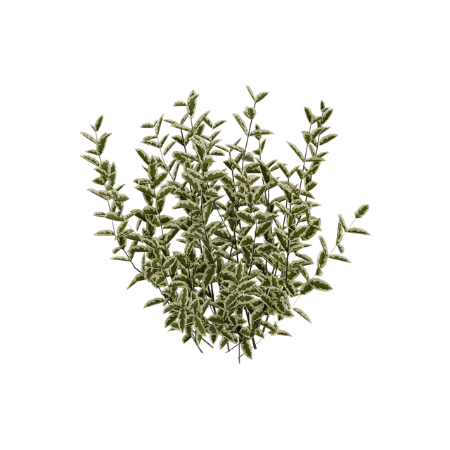 Arbusto -Cornus Alba