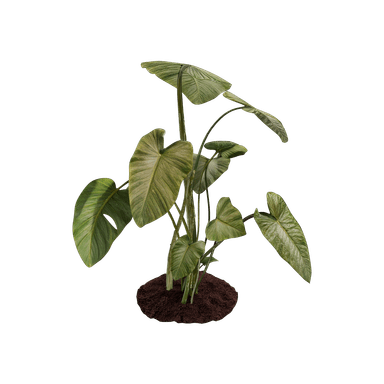 Arbusto - Alocasia Wentii
