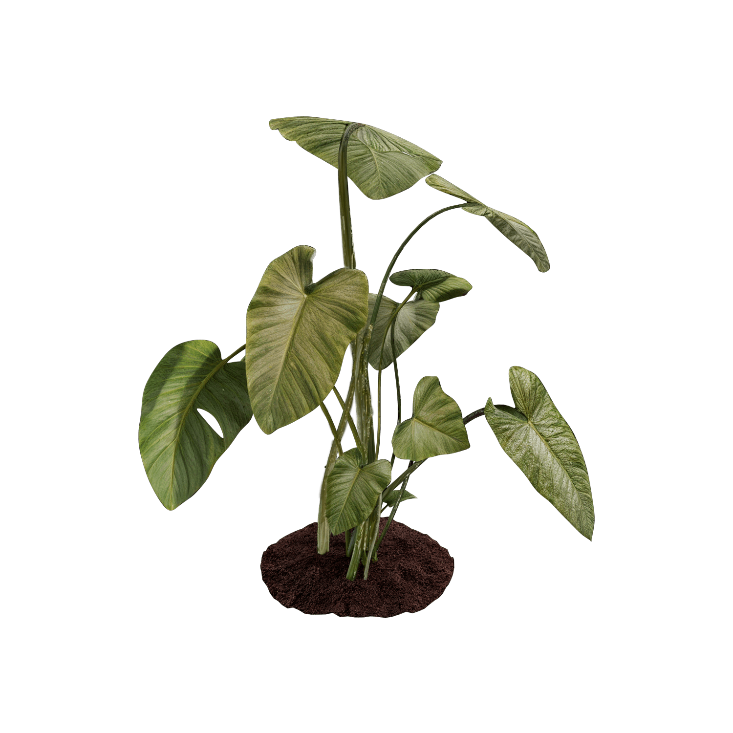 Arbusto - Alocasia Wentii