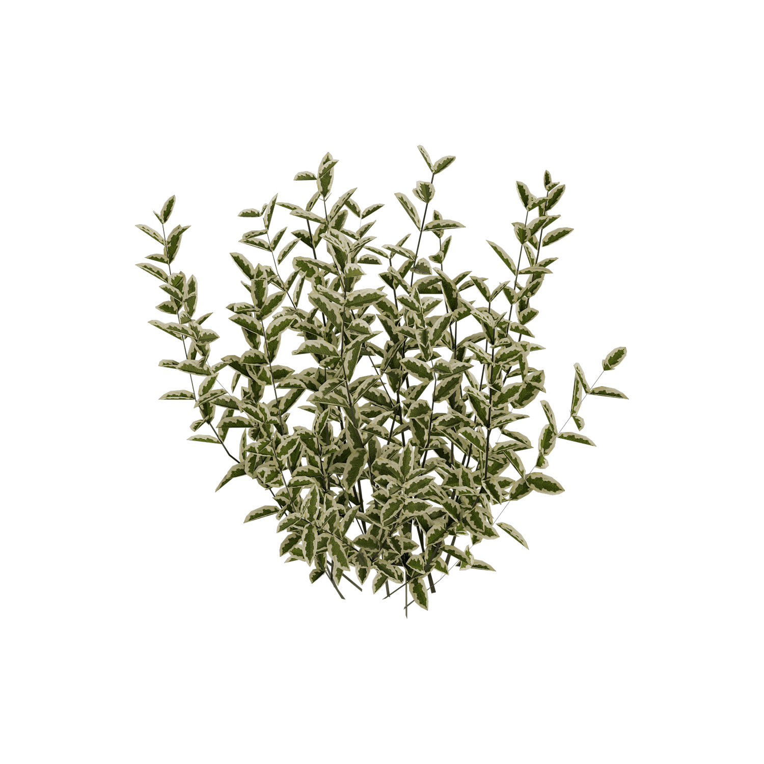 Arbusto -Cornus Alba