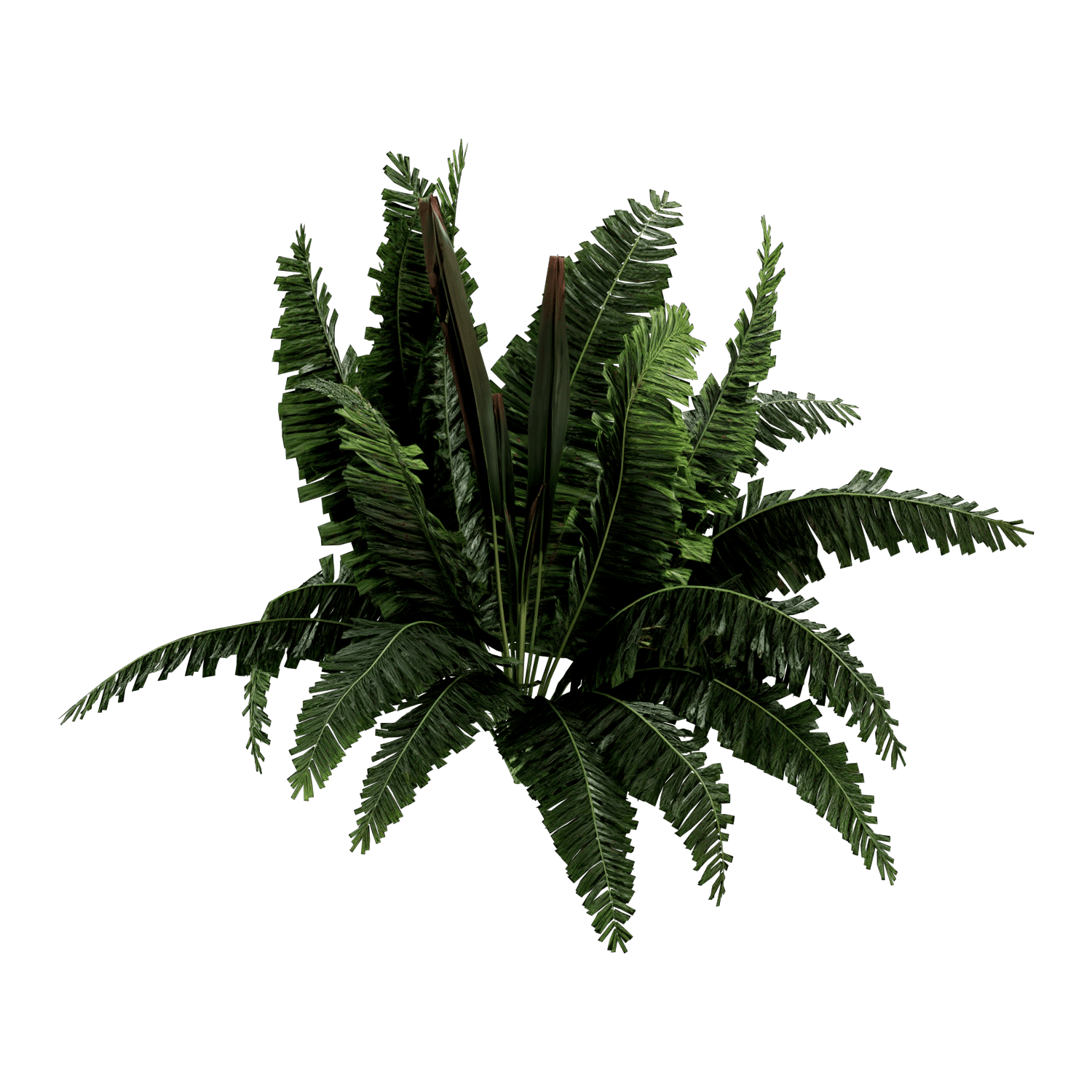 Samambaia - Matteuccia Struthiopteris