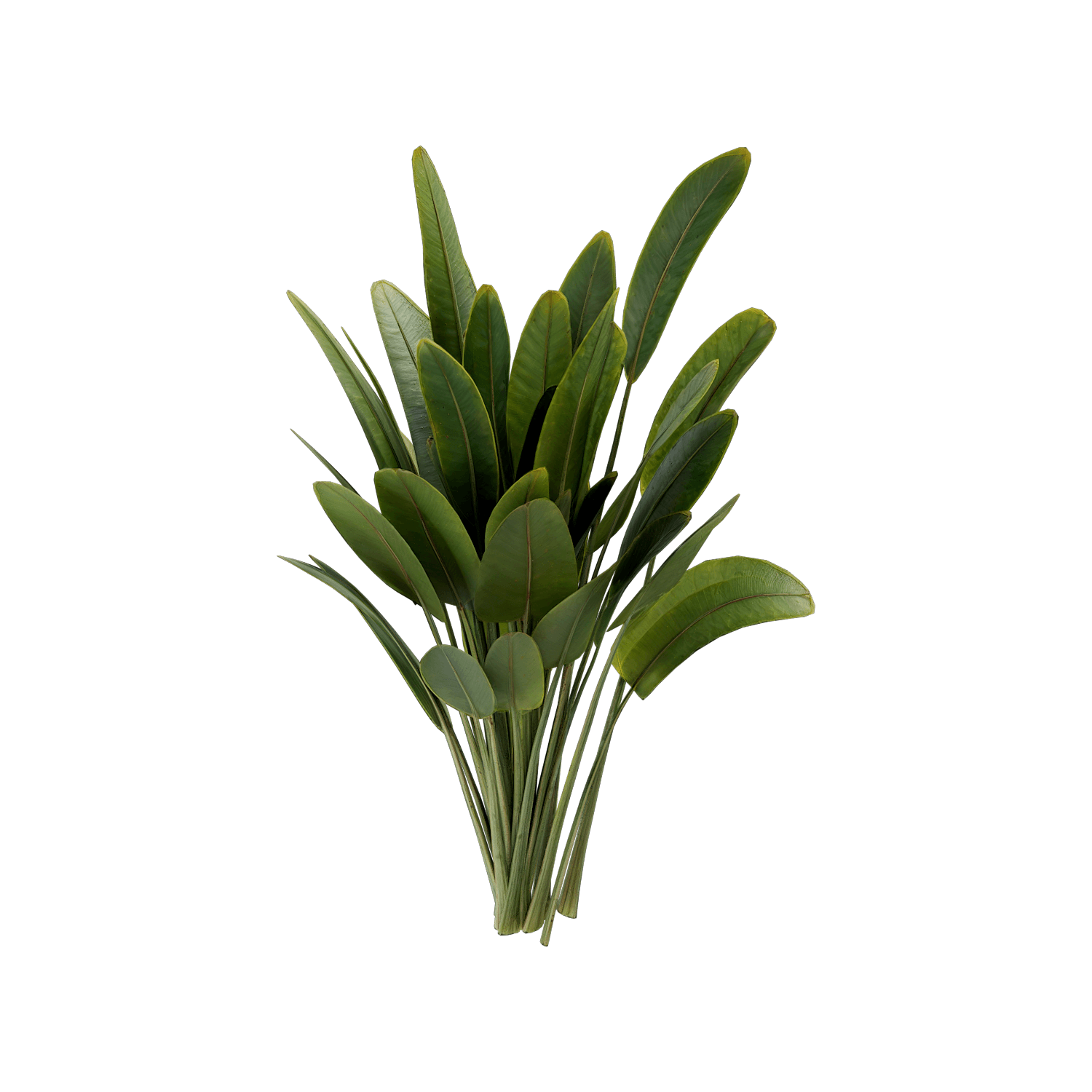 Arbusto - Strelitzia Nicolai